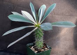 Image result for Euphorbia platycephala
