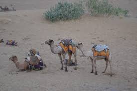 It is not like the measured gait of a horse, so you need to ride accordingly. Is It Ethical To Ride Any Animal At All
