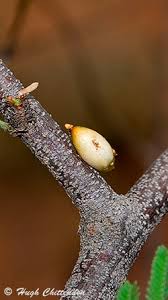 Image result for Plicosepalus amplexicaulis