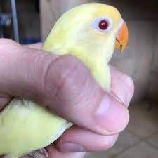 Lovebird Parblue Creamino Love Bird Mantap