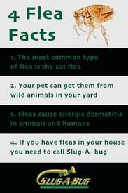 I have tried using soap mixed with water. 13 Https Www Slugabug Com Ideas Pest Control Services Termite Control Pest Problem