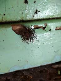 Image result for Stemonitis splendens