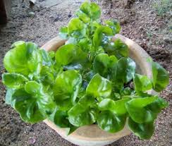 Namun, tahukah anda selain menjadi snek kerepek, bayam terutamanya bayam brazil mempunyai banyak khasiat. Khasiat Bayam Brazil Majalahsains