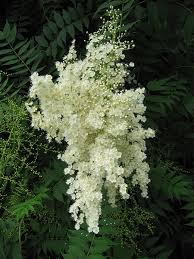 Sorbaria sorbifolia (False Spirea) | North Carolina Extension ...