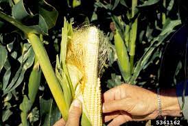 These can occasionally produce two ears. Corn Plants Without Ears Reasons For A Corn Plant Not Producing