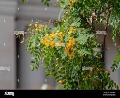 Image result for Tipuana tipu