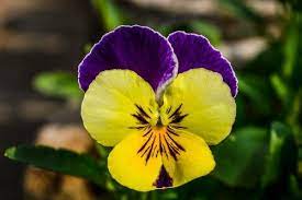 Account Suspended Pansies Flowers Pansies Flowers