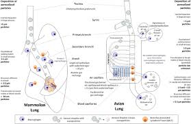 Veterinary Vaccine Nanotechnology Pulmonary And Nasal Delivery In Livestock Animals Springerlink