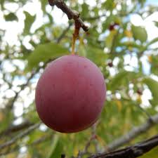 Image result for Prunus