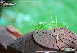 We believe she is a member of the species scudderia mexicana based on this bugguide image, though species can be difficult to distinguish from one another without carefully inspecting the genitalia. Fork Tailed Bush Katydid Scudderia Furcata