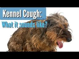 8 Kennel Cough In Dogs Youtube In 2020 Dog Cough Remedies Dog Coughing Meds For Dogs