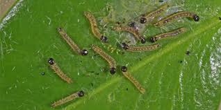 Image result for caterpillar box tree moth inside buxus plant
