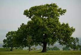 Accesul până la rezervație se face de pe dn 14 care leagă sighișoara de mediaș, din. Rezervatia Naturala Breite