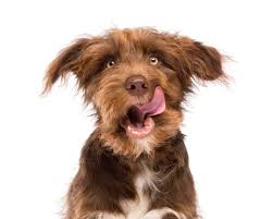 Der erwachsene hund behält dieses verhalten bei und leckt dich nun in freudigen situationen ab, wie z.b. Dein Hund Schmatzt Liebenswerte Macke Oder Warnsignal
