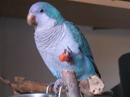 Birds You Can Have As Pets Uk Blue Quaker Weights Quaker Parrot Diet Health Parrot Parrot Pet Pet Birds