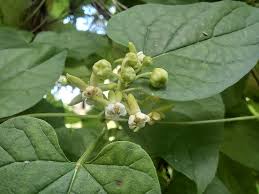 Image result for Pentarrhinum