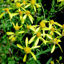 Image result for Senecio auriculatissimus