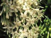 Image result for Pavetta gardeniifolia