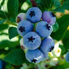 Gurney S Seed And Nursery 2 5 Quart Potted Elliot Blueberry Bush Lowes Com Blueberry Bushes Blueberry Plant Berry Garden