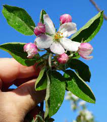 Apple Golden Delicious Malus Domestica Edible Flowers Edible Flowers Ornamental Plants Malus