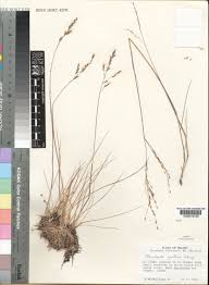 Image result for Alloeochaete namuliensis