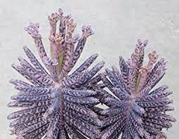 It can reach between 20 inches to 28 inches or 2.3 feet tall. Mother Of Thousands Or Mother Of Millions Succulent Plant Care