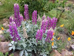 Image result for Lupinus mexicanus