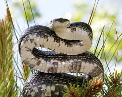 There are only 4 types of venomous snakes in kentucky. Kentucky Snakes They Re Not So Scary Fox Run Environmental Education Center