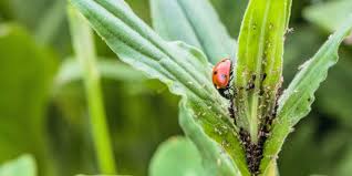 One other suggestion i found in my extensive snoops online about how to get rid of japanese beetles. The Top Five Garden Pests And What To Do About Them Which News