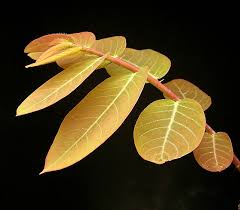 Image result for Phyllanthus muellerianus