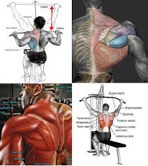 Check spelling or type a new query. Muscles Of The Back Guide Muscle Shoulder Workout Bodybuilding