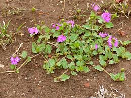 Image result for Commicarpus grandiflorus