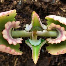 Image result for Kalanchoe lanceolata