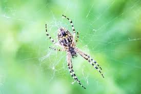 From old occitan term?, from latin arānea (spider). 12 Curiosidades Sobre Aranhas Que Voce Nao Sabia Kelldrin