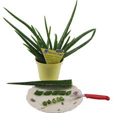 Es gibt leider viele hersteller, die. Blu Echte Aloe Vera Topf O Ca 12 Cm Kaufen Bei Obi