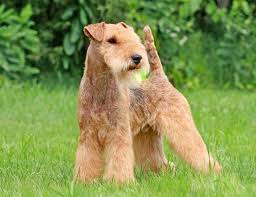 Image result for lakeland teriér