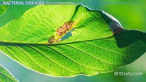 Not sure what you're looking for or what to do next? Plant Diseases Types Identification Tests Video Lesson Transcript Study Com
