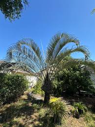 Image result for Dypsis decaryi