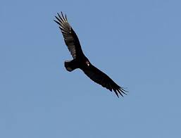 Maybe you would like to learn more about one of these? Nature Notes The Vultures Are Circling The East Hampton Star