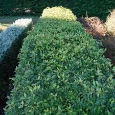 Viburnum Tinus Emerald Beauty Viburnum Southern Woods Viburnum Garden Plants Plants