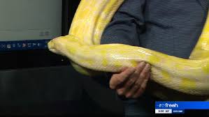 Image result for britney spears python