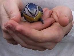 40 tage lang war jesus nach der auferstehung mit seinen jüngern zusammen, dann „wurde er vor ihren augen emporgehoben, und eine wolke nahm ihn auf, weg vor ihren augen (apg 1,11). Tulpen Und Himmelfahrtsnagel 2 Modellage