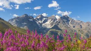 Il part, en répétant l'adresse, de peur que sa mémoire ne lui fasse défaut. Merveilles Des Hautes Alpes Montagne Fleurs Col Du Lautaret Brianconnais Hautes Alpes Alpes Routard Com