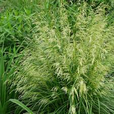 2 distribution of this species is widespread including the. Deschampsia Cespitosa Palava