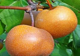 Newer releases include cherry trees and these will cross pollinate eliminating the need for more than one tree. Multi Grafted Fruit Trees Restoring Eden