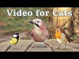 Bird Videos For Cats To Watch Online 5 Videos For Cats To Watch 8 Hour Bird Bonanza Youtube Interieur