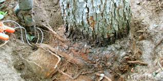 As your tree ages, its bark becomes a focal point, developing deep fissures for. Girdling Roots Arborilogical