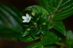 Image result for Pentas micrantha
