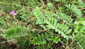 Image result for Tephrosia polystachya