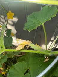 Image result for how to self pollinate cucumbers